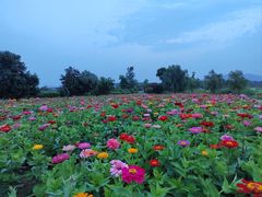 -西京湾花海