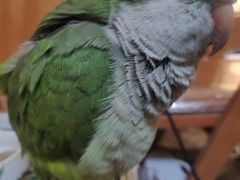 -吉丁鸟咖·异宠·寄养