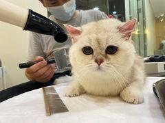 -momokira米努特·德文卷毛猫·棉花面纱犬