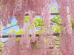 -嘉定紫藤园