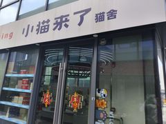 -小猫来了·猫咪专售(红山六九七九店)