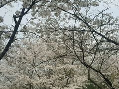-武汉大学-樱园