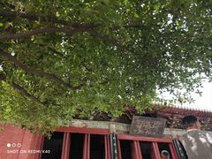 -洛阳白马寺