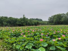 -东郊湿地公园