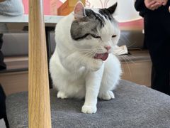 -喵园·猫主题咖啡厅·撸猫·猫咖(国贸店)