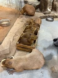 -Zoolung Zoolung动物主题公园(海信广场店)