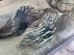-广州长隆飞鸟乐园