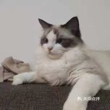 每次都看它一脸享受的样子，哈