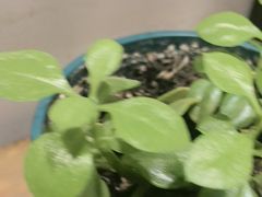 -梁溪河畔·吉府花园(南长街南下塘店)