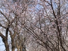 -桃花堤公园