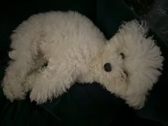 -帕帕拉兹宠物(亚洲旗舰店)