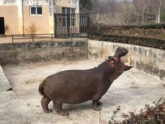 -合肥野生动物园