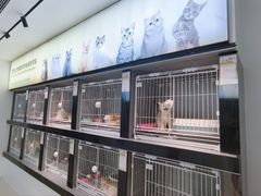 -翊宠yipet猫狗购宠庄园犬舍•猫舍
