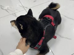 -嘉馨宠物医院·CT影像转诊·心脏科·犬猫全科诊疗中心(下沙大学城院区)
