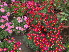 -三圣花乡旅游区