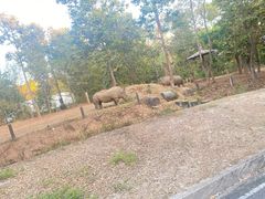 -清迈夜间动物园