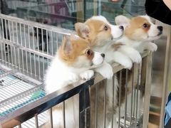 -山东柏宁水族批发广场