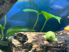 -上海大自然野生昆虫馆(东方明珠·爬宠昆虫探索中心)
