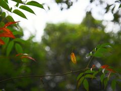 -火炉山森林公园