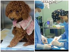 -东莞宠友24H宠物中心医院·转诊夜诊·异宠(新河北路院)