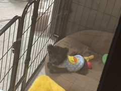 -唐小姐の猫狗洗护·购宠旗舰店(周浦万达店)