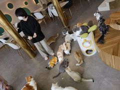 -飞行喵MR PILOT|猫舍·猫咖(静安大融城店)