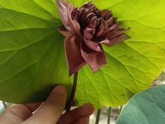 -伴山茶苑·一盏冰茶·半日山居