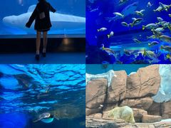-海合安武汉极地海洋公园