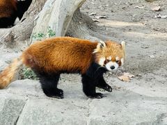 -上海野生动物园