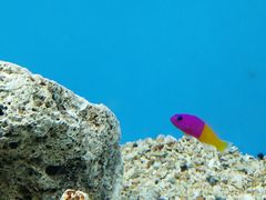 -北戴河圣蓝海洋公园