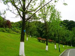 -铁山坪森林公园