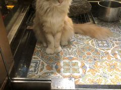 -more than meow吴止猫主题餐厅(承德 中船汇店)