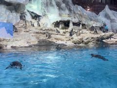 -帝企鹅自助餐厅•儿童岛•真企鹅(长隆企鹅酒店)