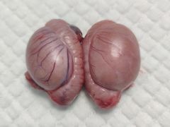 -爱贝特动物医院·猫口炎专科