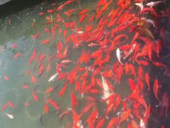 -石家庄市植物园