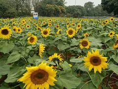 -松山湖梦幻百花洲