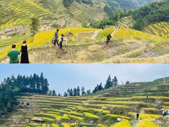 -紫鹊界梯田景区