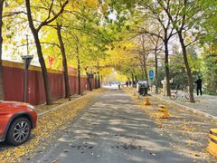 -三里屯东五街银杏大道