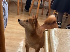 -柴の食堂·日式家庭料理·熊之肆(大学路店)