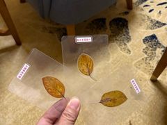 -塔尔寺-菩提树