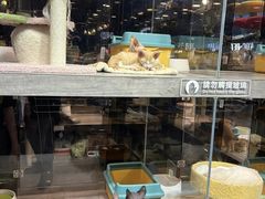 -香港宠物街