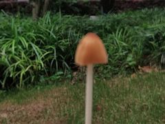 -上海大自然野生昆虫馆(东方明珠·爬宠昆虫探索中心)
