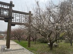-苏州上方山国家森林公园