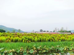 -径山花海