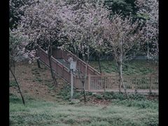 -广东花都湖国家湿地公园