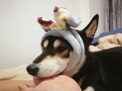 -艾贝尔宠物医院·狂犬免疫点(江山金象城店)