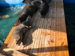-大连圣亚海洋世界