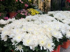 -溪岸路花鸟市场