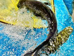 -许爷家·生态湖鲜(徐汇日月光店)