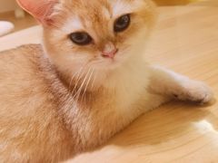-猫腻·猫咖·撸猫馆(星光大道店)